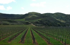 Vineyards for miles in the Santa Rita Valley, just west of Highway 101.