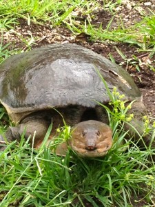 Turtles roam the Everglades, too.